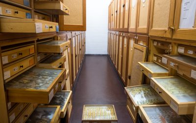 Digital nature: Giant grant makes the natural history collections of Denmark accessible to everyone