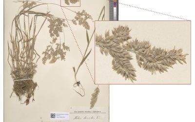 Herbarium specimens help allergy sufferers